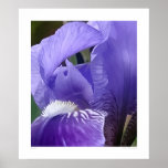 Bearded Iris - HUGE 31" x 36" Poster posters