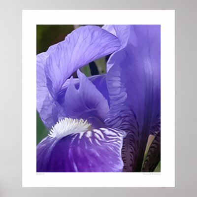 Bearded Iris - HUGE 31" x 36" Poster by bettydabney