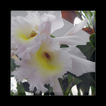 Bearded Iris magnets
