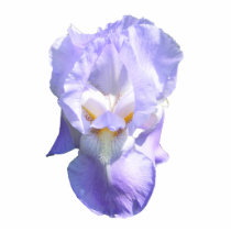 Bearded Iris ~ ornament photo sculptures