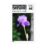Bearded Iris postage