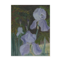 Bearded Iris Postcard