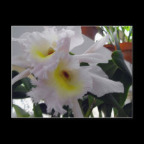 Bearded Iris postcards