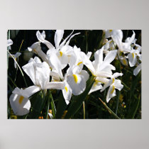 Bearded Iris Posters