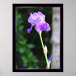 Bearded Iris poster
