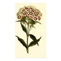Bearded Pink or Sweet William posters
