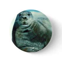 Bearded seal portrait button