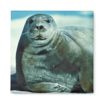 Bearded seal portrait fridge magnets