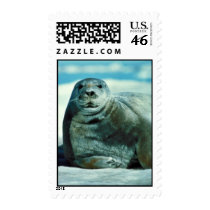 Bearded seal portrait stamps