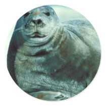 Bearded seal portrait stickers