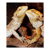 Beardies poster