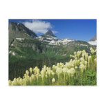 Beargrass near Logan Pass in Gacier National Post Cards