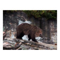 Bearhog poster posters
