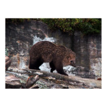 Bearhog poster posters