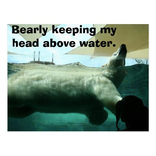 Bearly Keeping My Head Above Water Postcard Zazzle