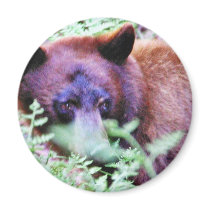 Bears Ferns magnets by lifesphere Bears Ferns magnets