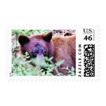 Bears Ferns postage