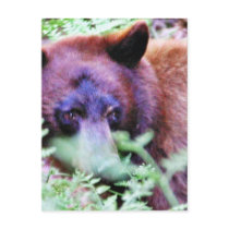 Bears Ferns postcards