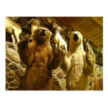 Bears Postcard