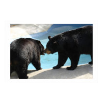 Bears posters