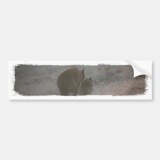 Bears Walking at Sunset Bumper Stickers