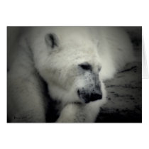Beary Cool cards by JennieM Beary Cool cards