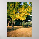 Beatiful Autumn Tree Poster
