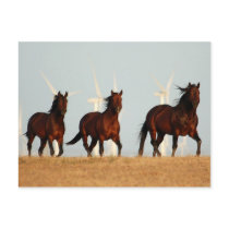 beating the breeze postcards by pageandturner beating the breeze postcards