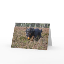 beauceron greetingcard