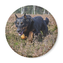 beauceron magnet