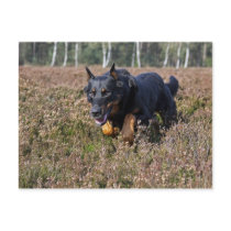beauceron postcard