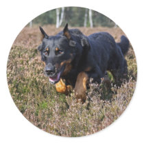 beauceron sticker