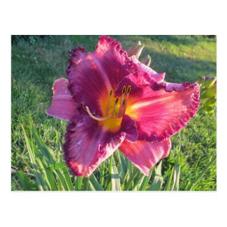 Beautiful Always Afternoon oriental day lily