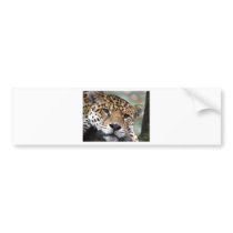 Beautiful Amazon jaguar Bumper Stickers