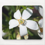 beautiful anemone flower on a mouse pad mousepads