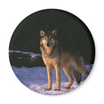 beautiful animals of the wild magnets