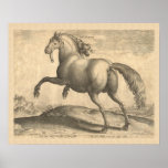 Beautiful Antique Spanish Stallion Elegant Print