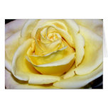 Beautiful Antique Yellow Rose cards