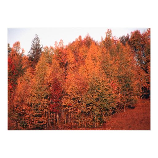 Beautiful Autumn Trees Wedding Invitation