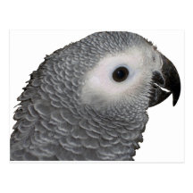 Beautiful Baby African Grey Postcard