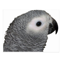 Beautiful Baby African Grey Postcard