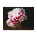 Beautiful Baby Pink Carnation Flower Postcards