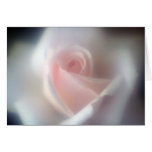 Beautiful Baby Pink Rose Card
