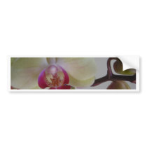 Beautiful Baby Yellow Orchids Bumper Stickers