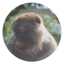 Beautiful Barbary Ape Dinner Plate