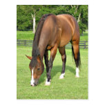 Beautiful bay horse post card