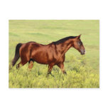 Beautiful Bay Horse Postcard