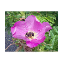 Beautiful Bee Postcard