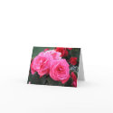 Beautiful Begonia - Card by dthyse Beautiful Begonia - Card