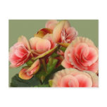 Beautiful Begonias Post Card